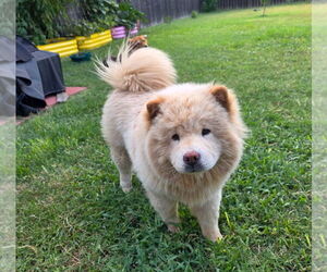 Chow Chow Dogs for adoption in San Antonio, TX, USA
