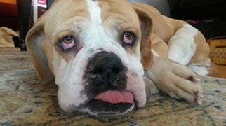 Medium Photo #1 American Bulldog Puppy For Sale in Newtown, PA, USA