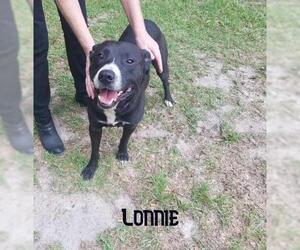 Borador Dogs for adoption in Williston, FL, USA