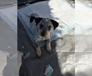 Mutt Dogs for adoption in Santa Rosa, CA, USA