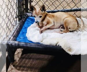 Rat-Cha Dogs for adoption in Princeton, MN, USA