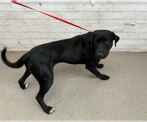 Labrador Retriever-Unknown Mix Dogs for adoption in San Bernardino, CA, USA