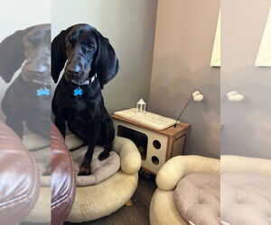 Coonhound-Unknown Mix Dogs for adoption in Springdale, PA, USA
