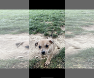 Dachshund-Unknown Mix Dogs for adoption in Aurora, IN, USA