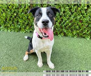 Labrador Retriever-Unknown Mix Dogs for adoption in West Palm Beach, FL, USA