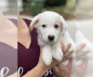 Jack Russell Terrier-Unknown Mix Dogs for adoption in Dana Point, CA, USA