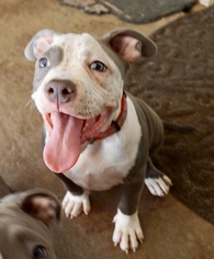 American Pit Bull Terrier Dogs for adoption in PIPE CREEK, TX, USA