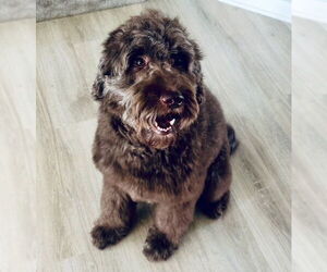 Labradoodle Dogs for adoption in Princeton, MN, USA