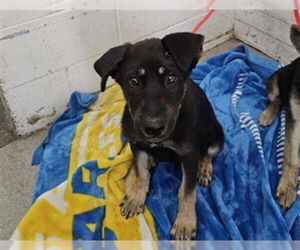 German Shepherd Dog-Unknown Mix Dogs for adoption in San Bernardino, CA, USA