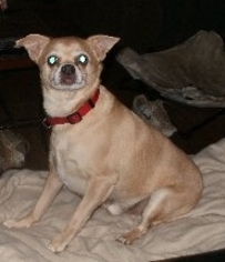 Chihuahua Dogs for adoption in Grantville, PA, USA
