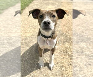 German Shorthaired Pointer-Unknown Mix Dogs for adoption in Oakhurst, NJ, USA