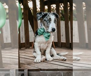 Dorgi Dogs for adoption in OKLAHOMA CITY, OK, USA