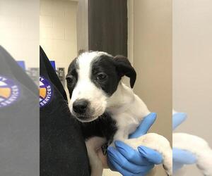 Pointer-Unknown Mix Dogs for adoption in Conroe, TX, USA