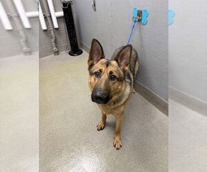 German Shepherd Dog-Unknown Mix Dogs for adoption in Las Vegas, NV, USA