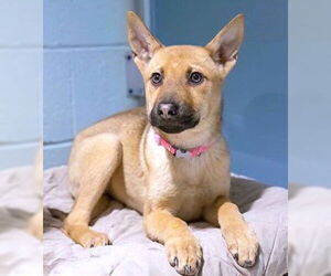 German Shepherd Dog-Unknown Mix Dogs for adoption in Dedham, MA, USA