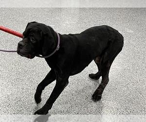 Mutt Dogs for adoption in Palmetto, FL, USA