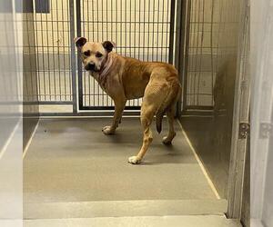 Carolina Dog-Unknown Mix Dogs for adoption in Modesto, CA, USA