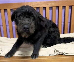 Airedale Terrier-Unknown Mix Dogs for adoption in Genesee, WI, USA