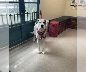 Boxer-Unknown Mix Dogs for adoption in Pasadena, CA, USA