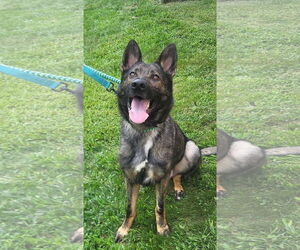 German Shepherd Dog Dogs for adoption in Manahawkin, NJ, USA