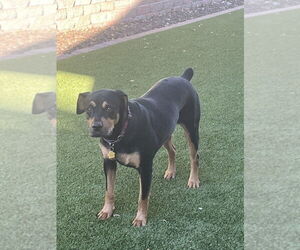 Rottweiler Dogs for adoption in Gilbert, AZ, USA
