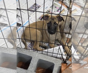 Anatolian Shepherd-Unknown Mix Dogs for adoption in SHERBURNE, NY, USA