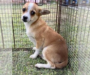 Chihuahua-Unknown Mix Dogs for adoption in Waco, TX, USA