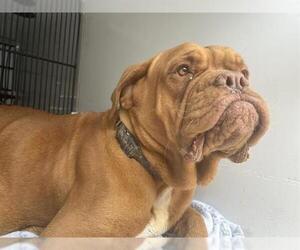 Mastiff-Unknown Mix Dogs for adoption in Houston, TX, USA