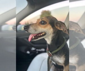 Beagle-Unknown Mix Dogs for adoption in DISCOVERY BAY, CA, USA