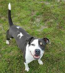 American Bulldog-American Staffordshire Terrier Mix Dogs for adoption in Tunica, MS, USA