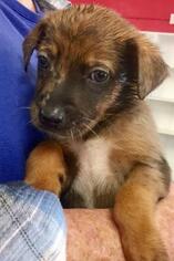 German Shepherd Dog Dogs for adoption in Livingston, TX, USA