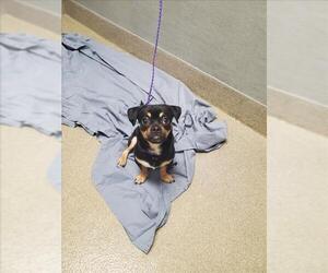 Chihuahua-Unknown Mix Dogs for adoption in Las Vegas, NV, USA