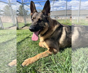 German Shepherd Dog Dogs for adoption in Bemidji, MN, USA