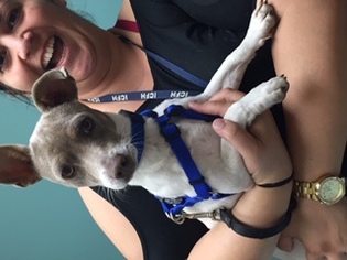 Jack-Rat Terrier Dogs for adoption in Fort Lauderdale, FL, USA