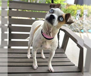 Chihuahua-Unknown Mix Dogs for adoption in Long Beach, CA, USA