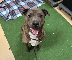 Catahoula Leopard Dog-Unknown Mix Dogs for adoption in Chula Vista, CA, USA