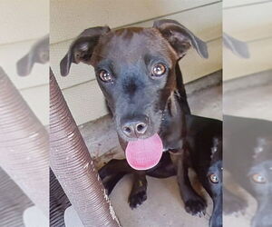 Labrador Retriever-Unknown Mix Dogs for adoption in San Antonio, TX, USA