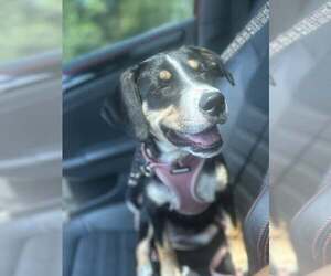 Beagle-Unknown Mix Dogs for adoption in Uwchlan, PA, USA