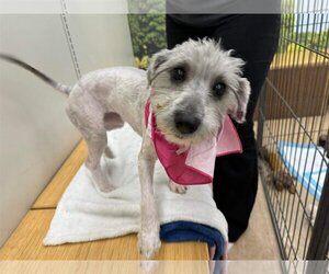 Poodle (Miniature) Dogs for adoption in El Centro, CA, USA