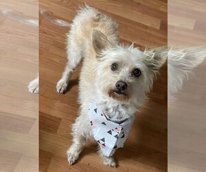 Mutt Dogs for adoption in Phoenix, AZ, USA