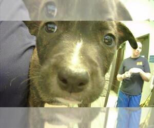American Pit Bull Terrier-Unknown Mix Dogs for adoption in Tulsa, OK, USA