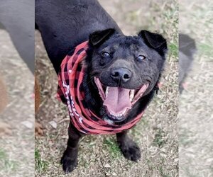 Lab Pei Dogs for adoption in Dana Point, CA, USA