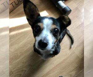 Rat Terrier Dogs for adoption in Victorville, CA, USA