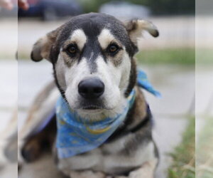 Siberian Husky-Unknown Mix Dogs for adoption in San Antonio, TX, USA