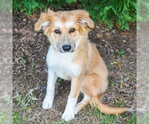Collie Dogs for adoption in Cumming, GA, USA