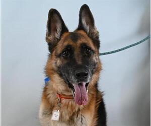 German Shepherd Dog Dogs for adoption in Fort Collins, CO, USA