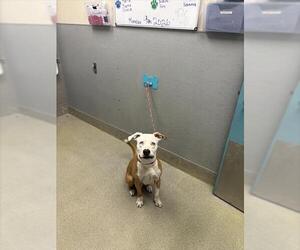 Mutt Dogs for adoption in Las Vegas, NV, USA