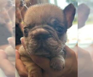 French Bulldog Dogs for adoption in Houston, TX, USA