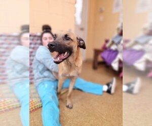 Labrador Retriever-Mountain Cur Mix Dogs for adoption in Orangeburg, SC, USA