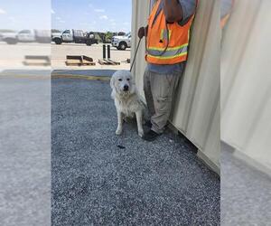 Great Pyrenees Dogs for adoption in San Antonio, TX, USA